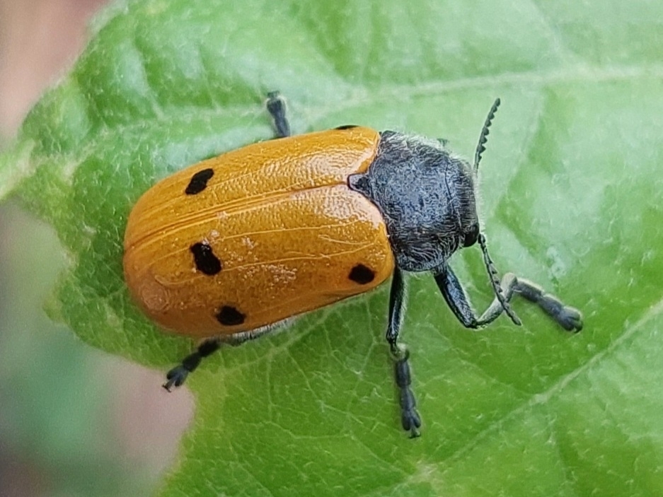 Lachnaia sexpunctata