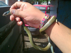 Drymobius margaritiferus margaritiferus