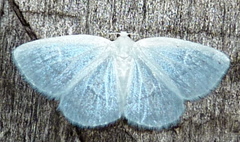 Lomographa vestaliata