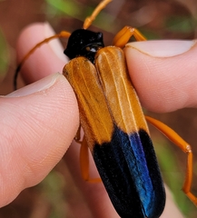 Schmidtiana gertrudis