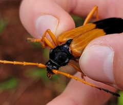Schmidtiana gertrudis