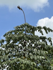 Oroxylum indicum