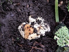 Descomyces