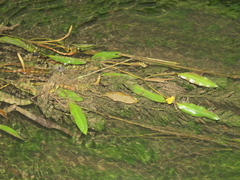 Potamogeton wrightii