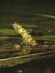 Potamogeton wrightii