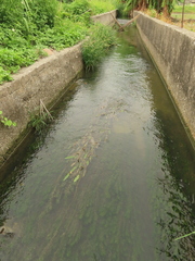 Potamogeton wrightii