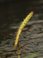 Potamogeton wrightii