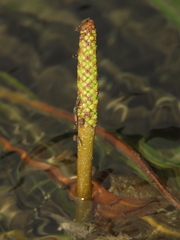 Potamogeton wrightii