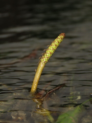 Potamogeton wrightii
