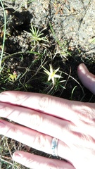 Pauridia serrata serrata