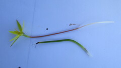 Pauridia serrata serrata