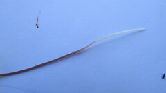 Pauridia serrata serrata