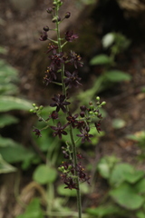 Veratrum maackii