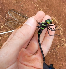 Aeshnidae