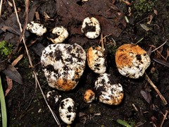 Descomyces