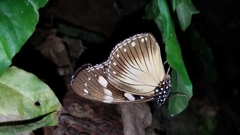 Pseudacraea lucretia