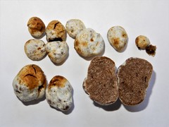Descomyces