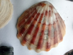 Flexopecten glaber ponticus