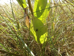 Phylloscelis atra