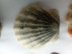 Flexopecten glaber ponticus