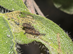 Dicladispa occator