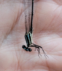 Zygoptera