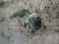 Eusomidius rostralis