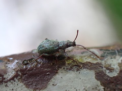 Eusomidius rostralis