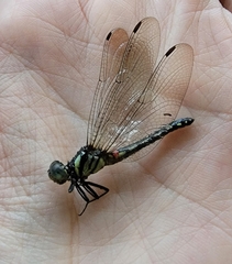 Anisoptera