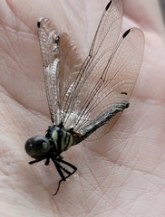 Anisoptera