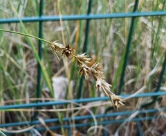 Carex muricata pairae
