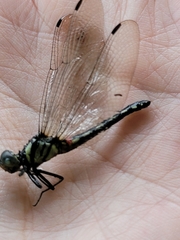 Anisoptera