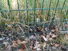 Carex muricata pairae