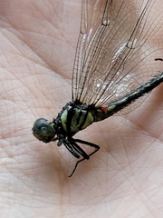 Anisoptera