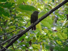 Schiffornis virescens