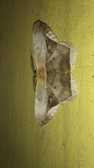 Chorodna metaphaearia