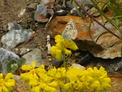 Euphilotes battoides