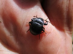 Accanthopus velikensis