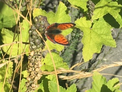 Lycaena phlaeas
