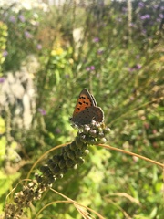 Lycaena phlaeas
