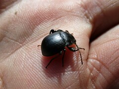 Accanthopus velikensis