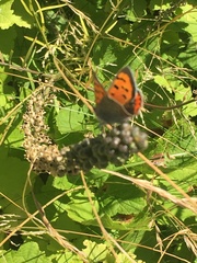 Lycaena phlaeas