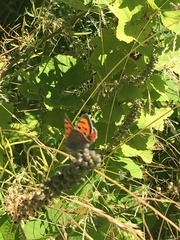 Lycaena phlaeas