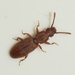 Sawtoothed Grain Beetle - Photo (c) faluke, some rights reserved (CC BY-NC), uploaded by faluke