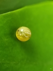 Polyura hebe plautus