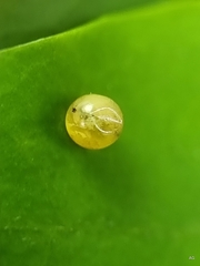 Polyura hebe plautus