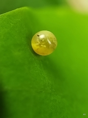 Polyura hebe plautus