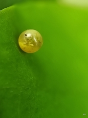 Polyura hebe plautus