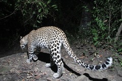 Panthera pardus pardus image