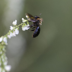 Andrena thoracica